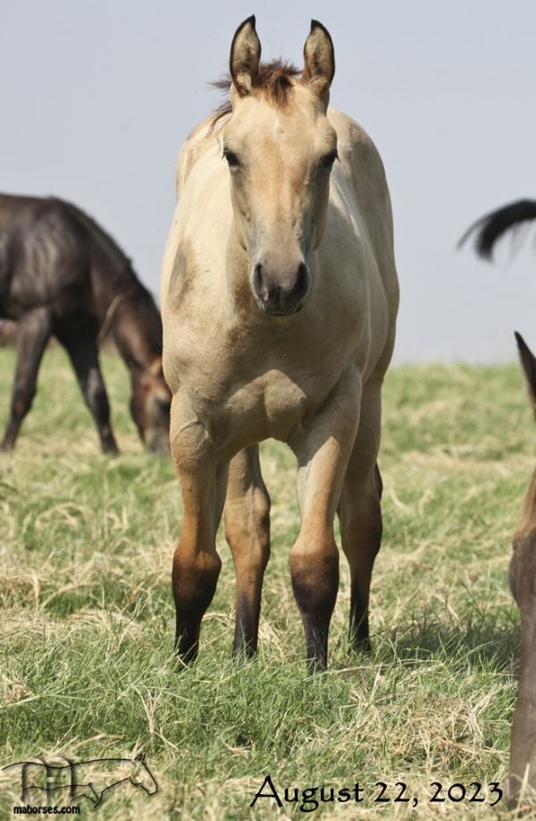 Hancocks Blu Hanna's 2023 Buckskin Filly